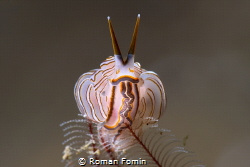 Doto donut nidibranch by Roman Fomin 